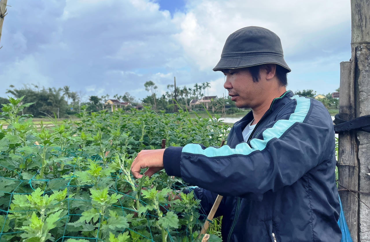 Hoa cúc Tết ở Quảng Ngãi chớm nụ, thương lái đã mua sạch vườn