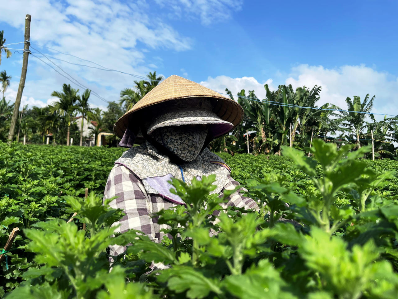 Hoa cúc Tết ở Quảng Ngãi chớm nụ, thương lái đã mua sạch vườn