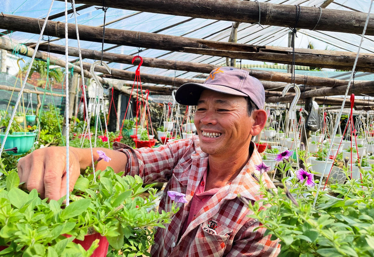 Hoa cúc Tết ở Quảng Ngãi chớm nụ, thương lái đã mua sạch vườn