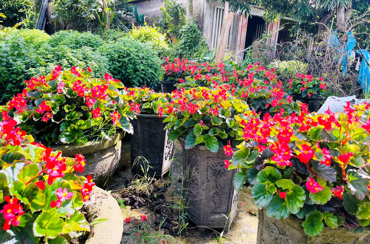 Hoa cúc Tết ở Quảng Ngãi chớm nụ, thương lái đã mua sạch vườn