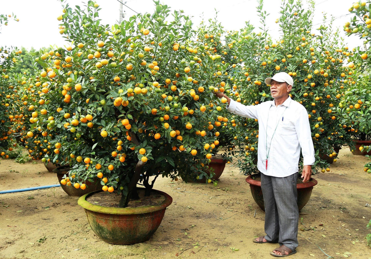 'Thủ phủ' quất cảnh miền Trung 'cháy hàng', nông dân phấn khởi đón Tết