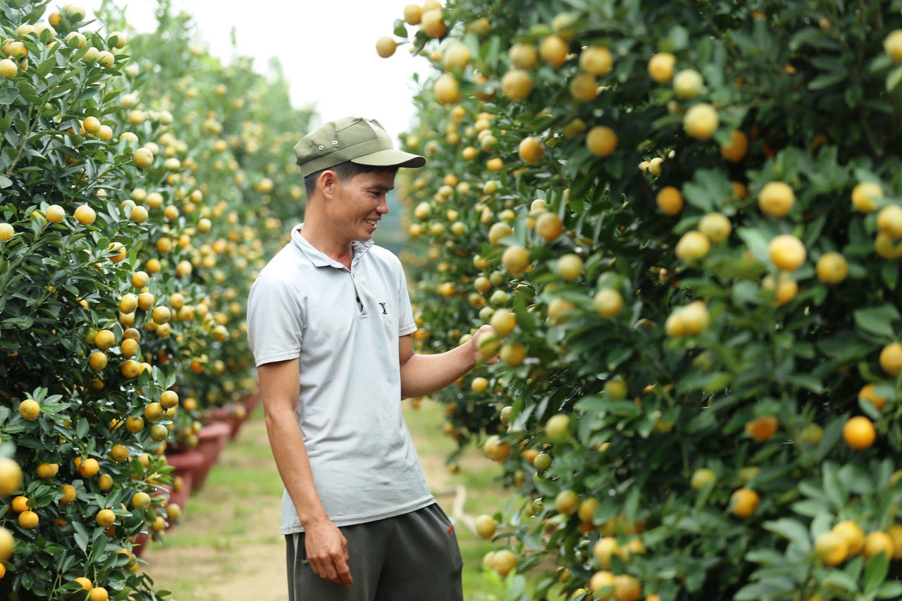 'Thủ phủ' quất cảnh miền Trung 'cháy hàng', nông dân phấn khởi đón Tết