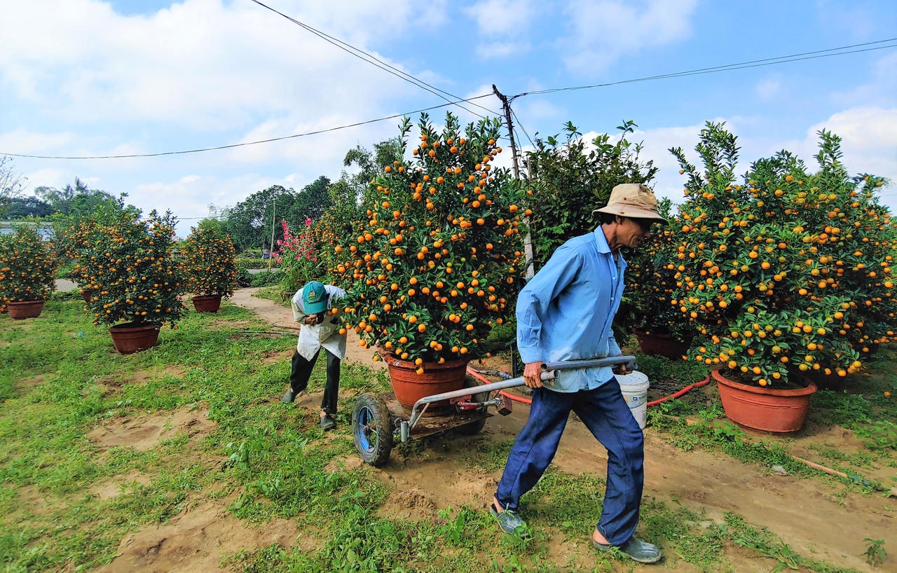 'Thủ phủ' quất cảnh miền Trung 'cháy hàng', nông dân phấn khởi đón Tết