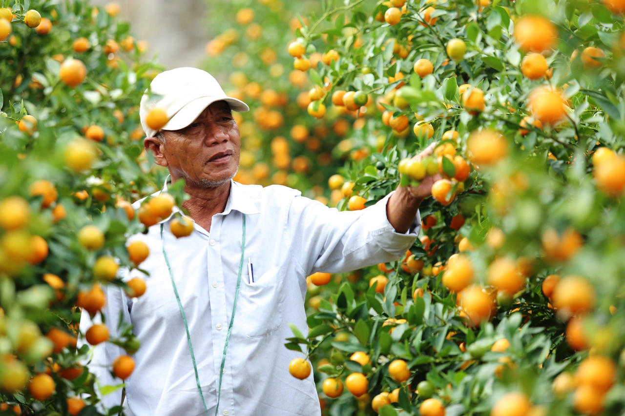 'Thủ phủ' quất cảnh miền Trung 'cháy hàng', nông dân phấn khởi đón Tết