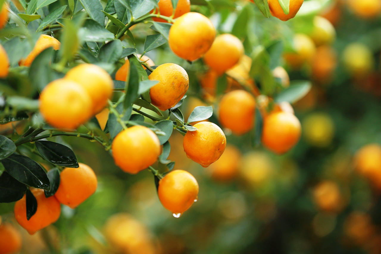 'Thủ phủ' quất cảnh miền Trung 'cháy hàng', nông dân phấn khởi đón Tết