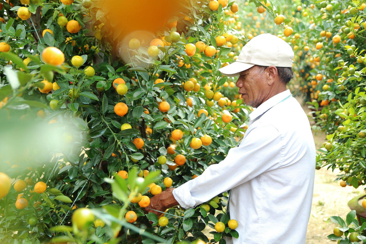 'Thủ phủ' quất cảnh miền Trung 'cháy hàng', nông dân phấn khởi đón Tết
