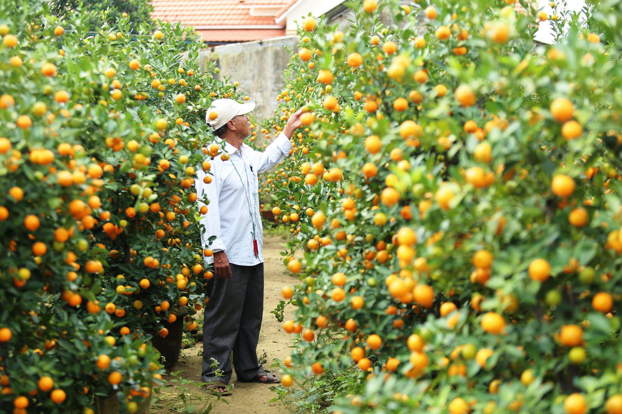 'Thủ phủ' quất cảnh miền Trung 'cháy hàng', nông dân phấn khởi đón Tết