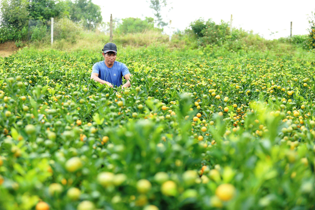 'Thủ phủ' quất cảnh miền Trung 'cháy hàng', nông dân phấn khởi đón Tết