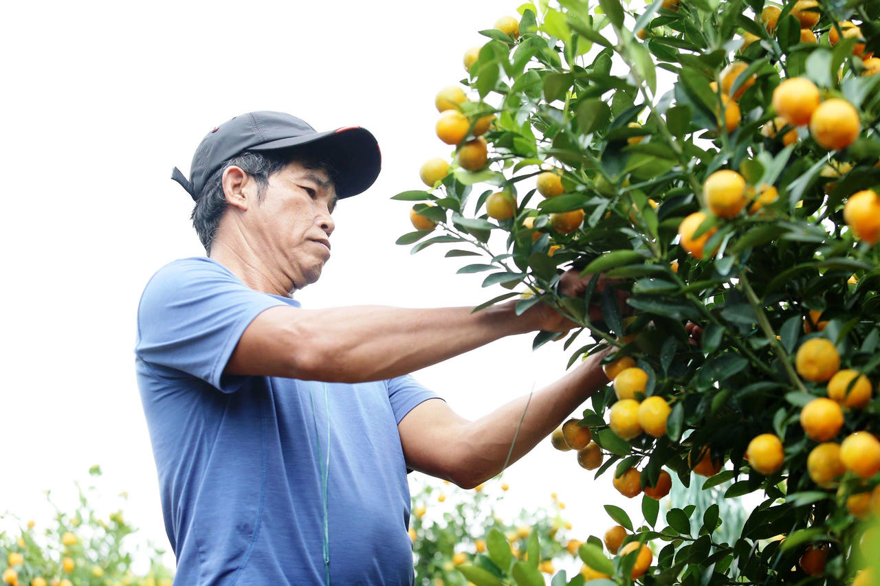 'Thủ phủ' quất cảnh miền Trung 'cháy hàng', nông dân phấn khởi đón Tết
