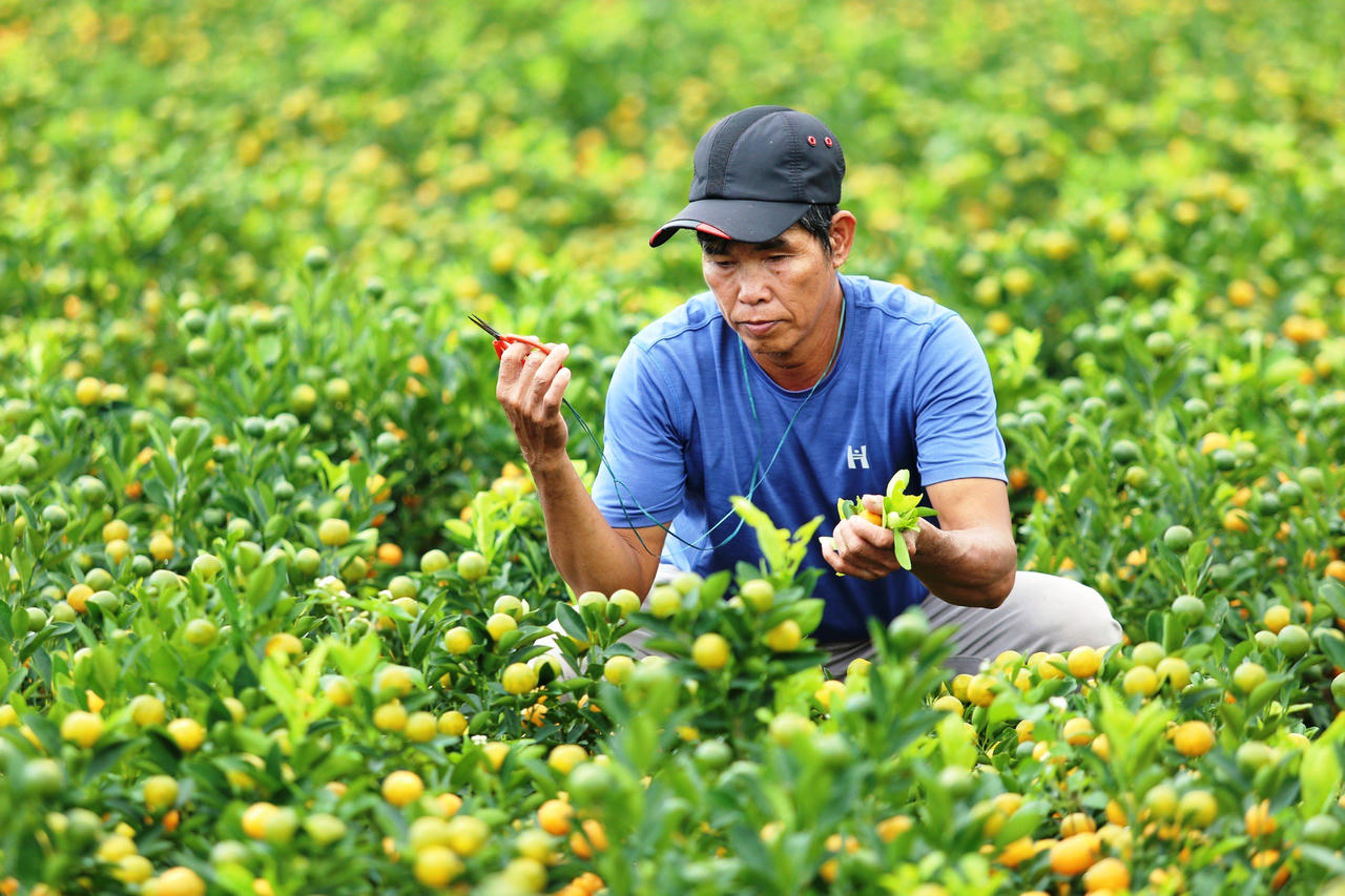 'Thủ phủ' quất cảnh miền Trung 'cháy hàng', nông dân phấn khởi đón Tết