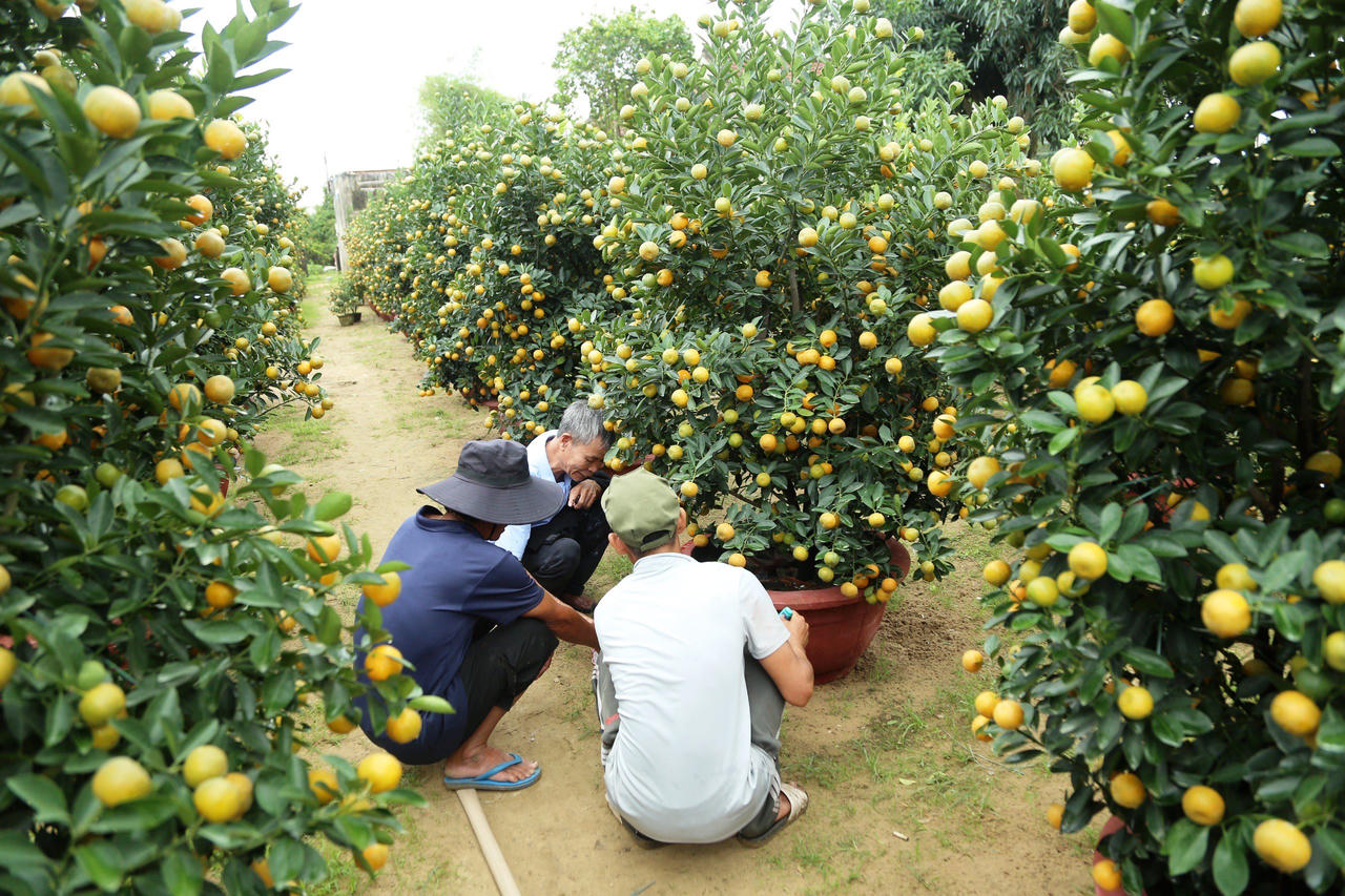 'Thủ phủ' quất cảnh miền Trung 'cháy hàng', nông dân phấn khởi đón Tết