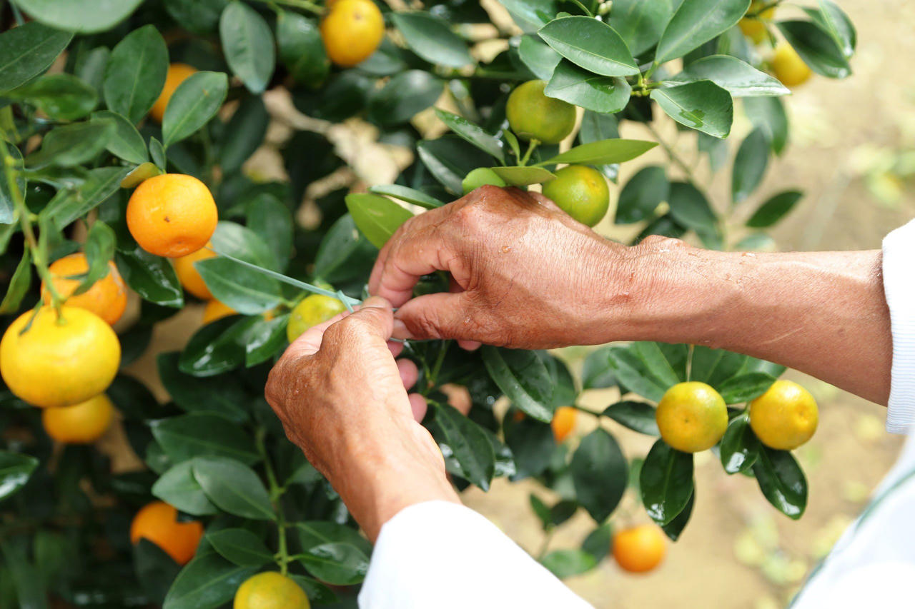 'Thủ phủ' quất cảnh miền Trung 'cháy hàng', nông dân phấn khởi đón Tết