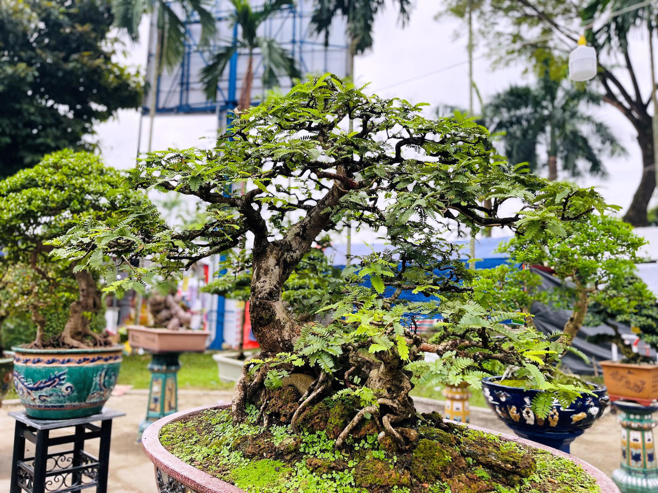 Rực rỡ sắc màu chợ hoa xuân lớn nhất Quảng Ngãi