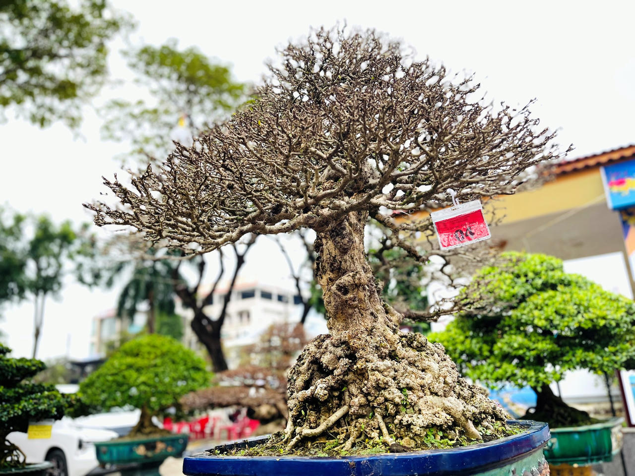 Rực rỡ sắc màu chợ hoa xuân lớn nhất Quảng Ngãi