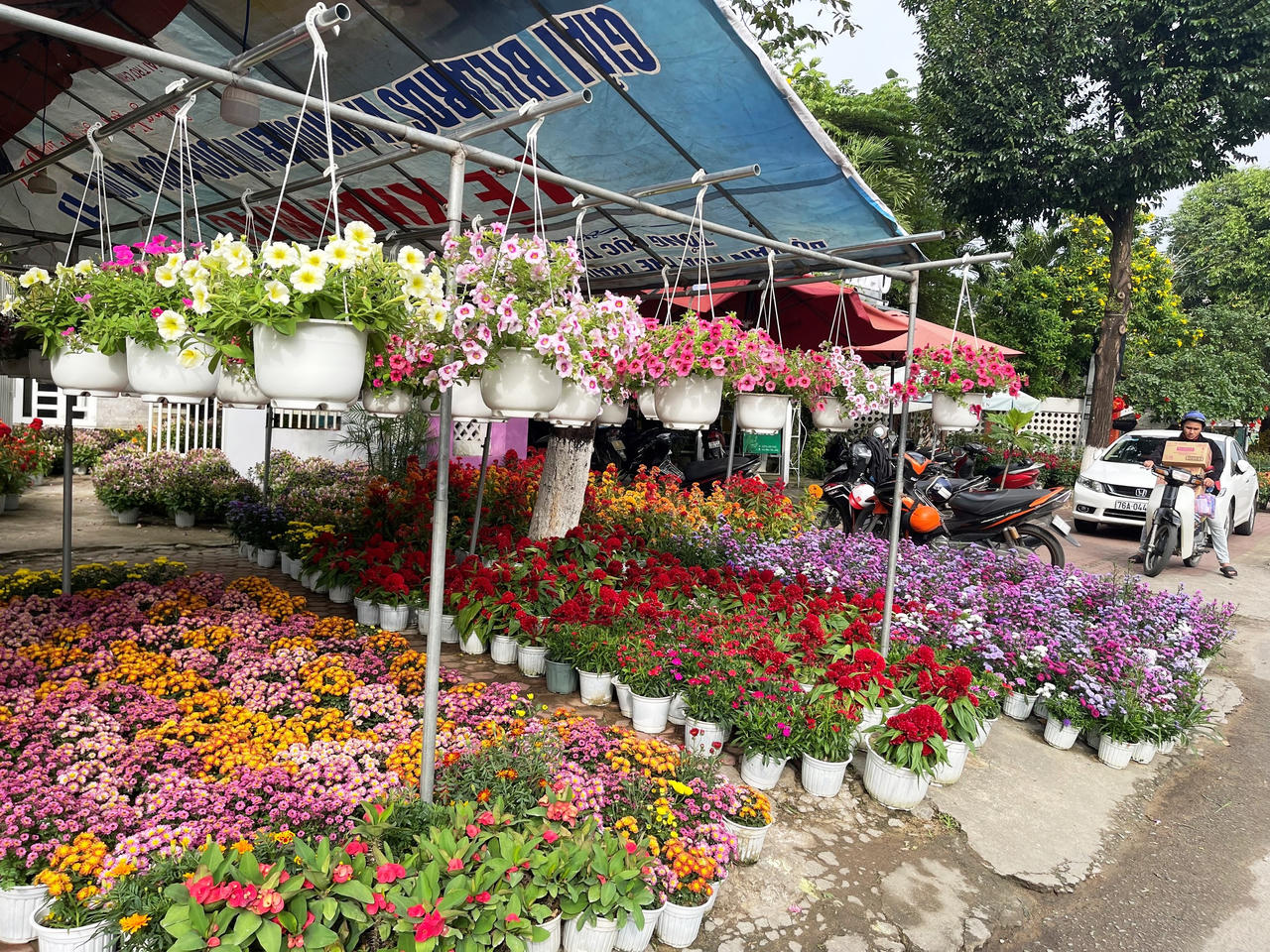 Rực rỡ sắc màu chợ hoa xuân lớn nhất Quảng Ngãi