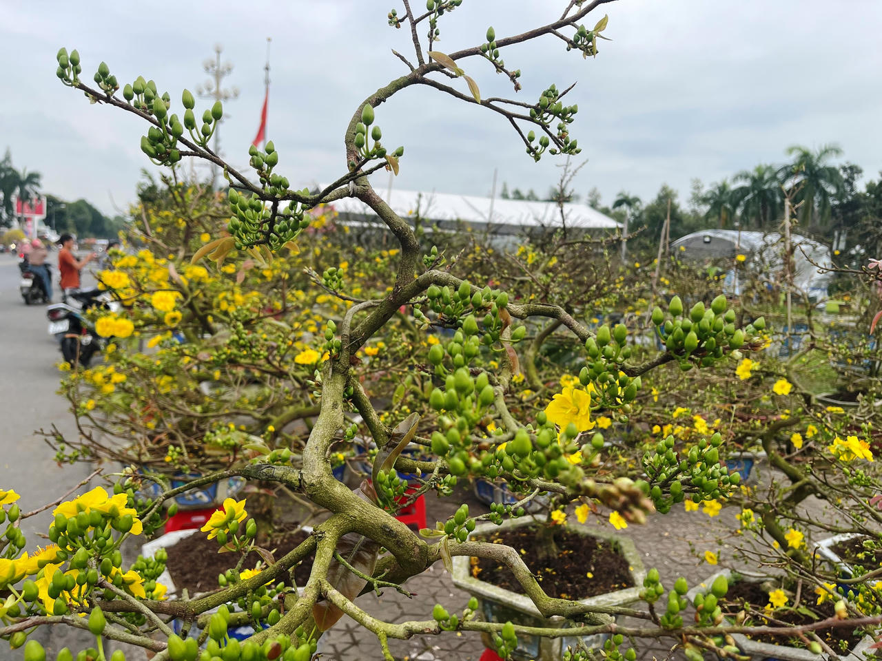 Rực rỡ sắc màu chợ hoa xuân lớn nhất Quảng Ngãi