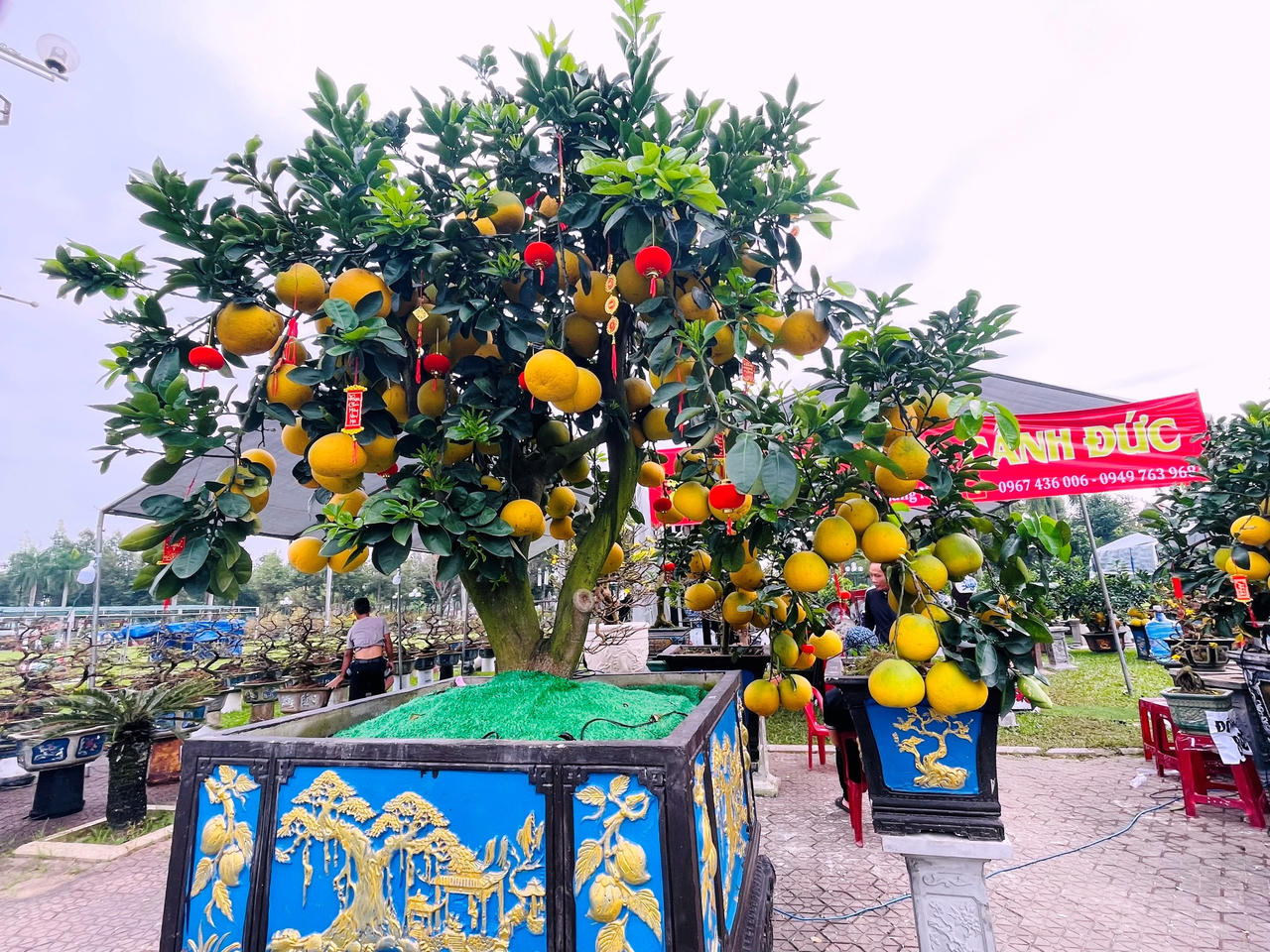 Rực rỡ sắc màu chợ hoa xuân lớn nhất Quảng Ngãi