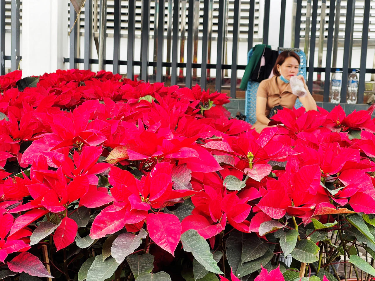 Rực rỡ sắc màu chợ hoa xuân lớn nhất Quảng Ngãi