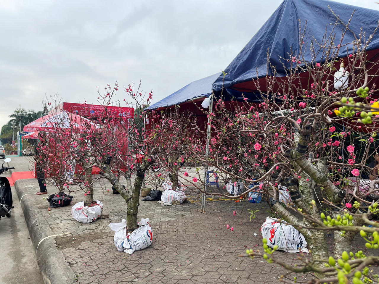 Rực rỡ sắc màu chợ hoa xuân lớn nhất Quảng Ngãi