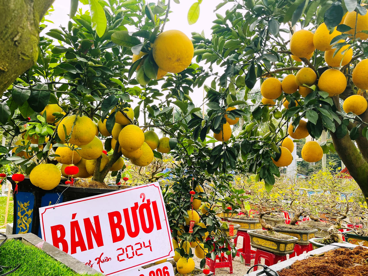 Rực rỡ sắc màu chợ hoa xuân lớn nhất Quảng Ngãi