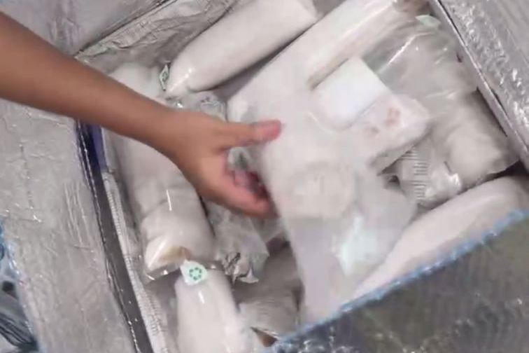 Nhập lậu 60.000 con tôm hùm giống về Đà Nẵng bằng máy bay