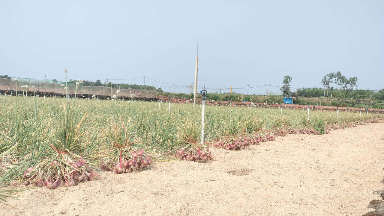 Mùa hành tím ở Quảng Ngãi