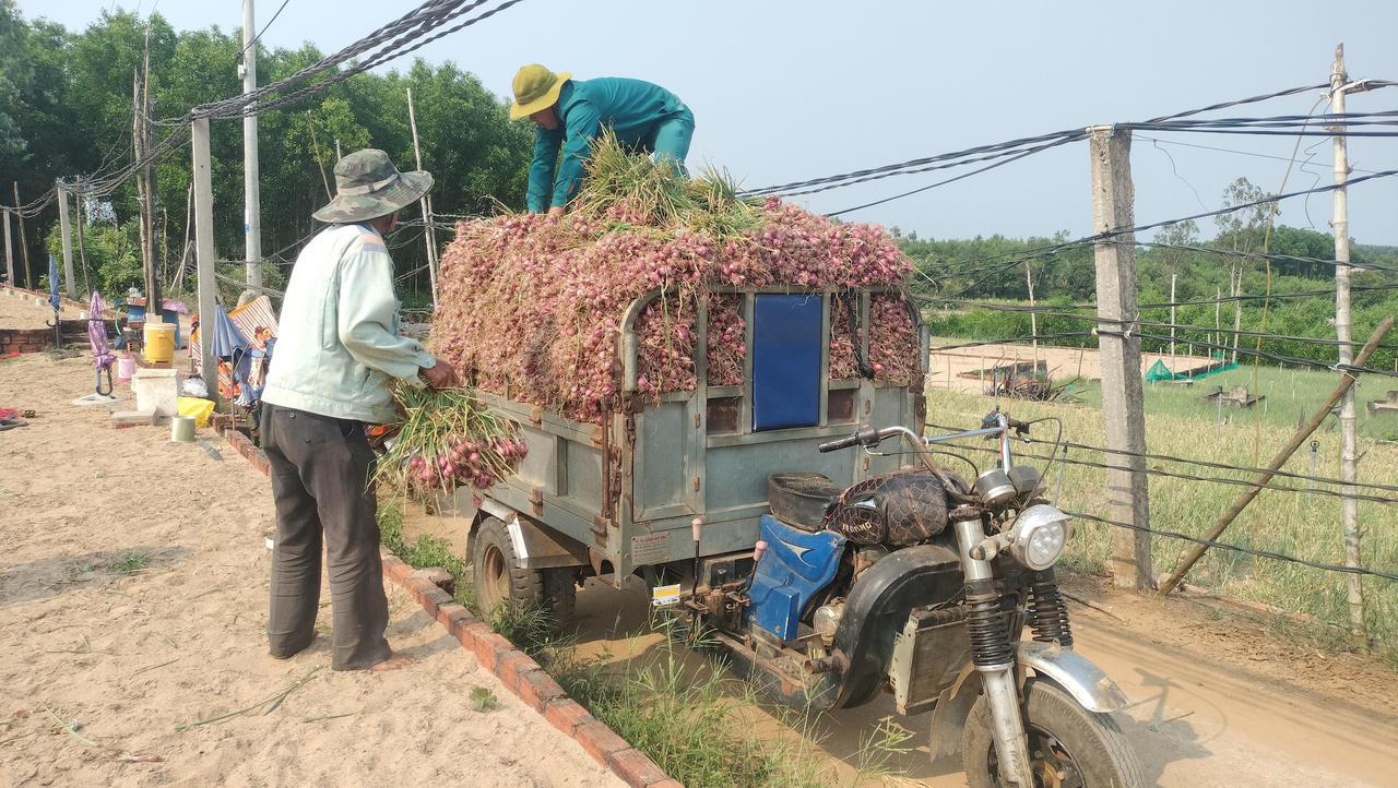 Mùa hành tím ở Quảng Ngãi