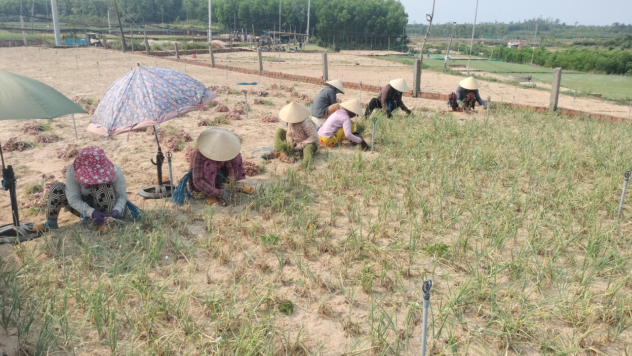 Mùa hành tím ở Quảng Ngãi