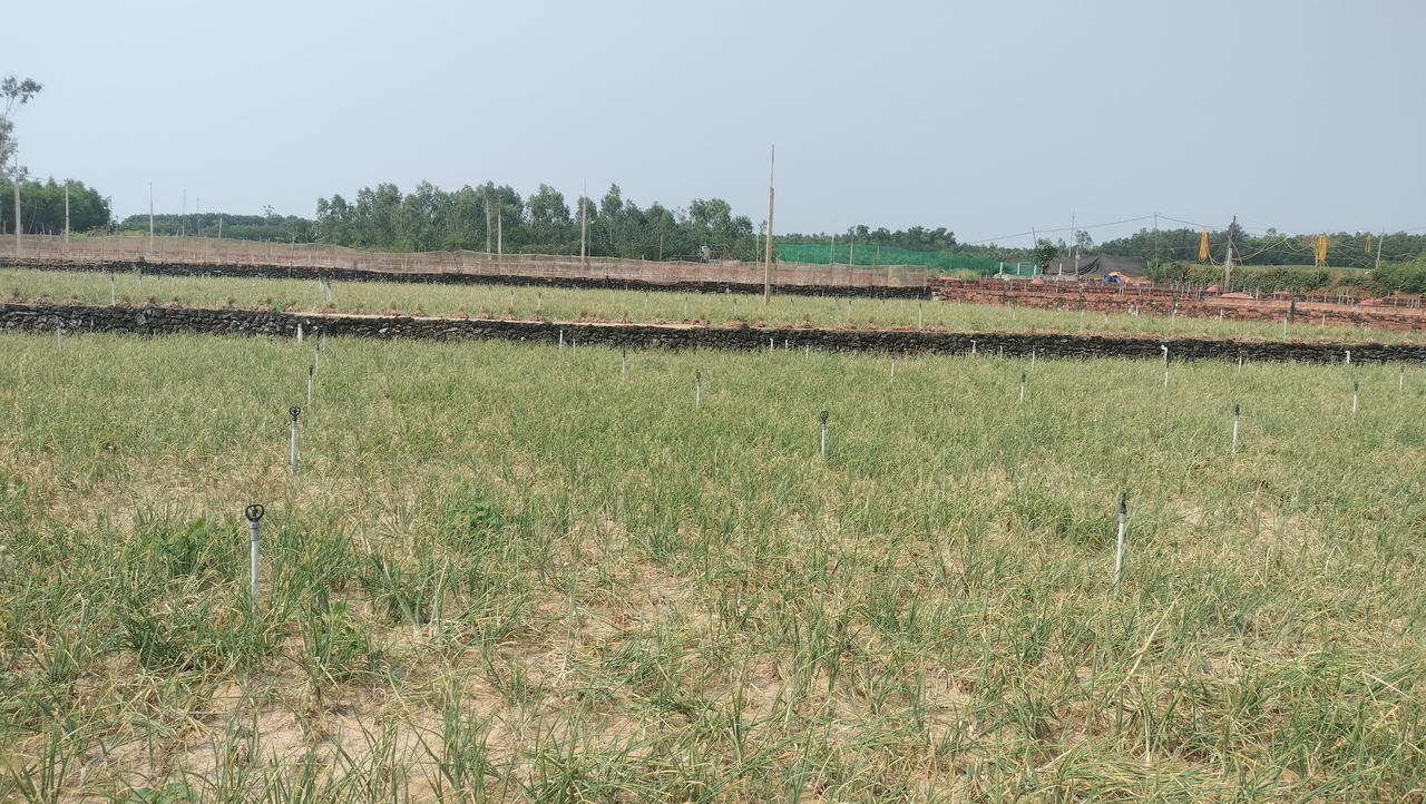 Mùa hành tím ở Quảng Ngãi