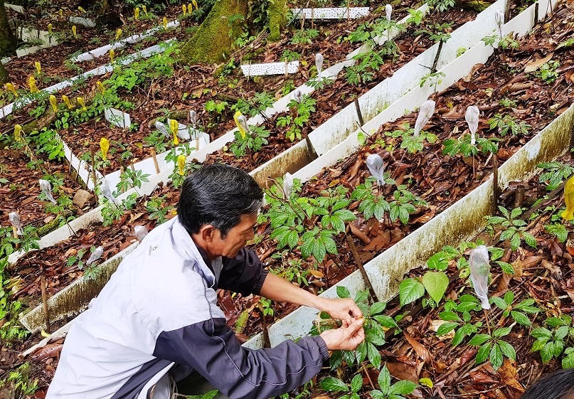 Quảng Nam kiến nghị ban hành luật Sâm Việt Nam và làm đường kết nối vùng Sâm Ngọc Linh