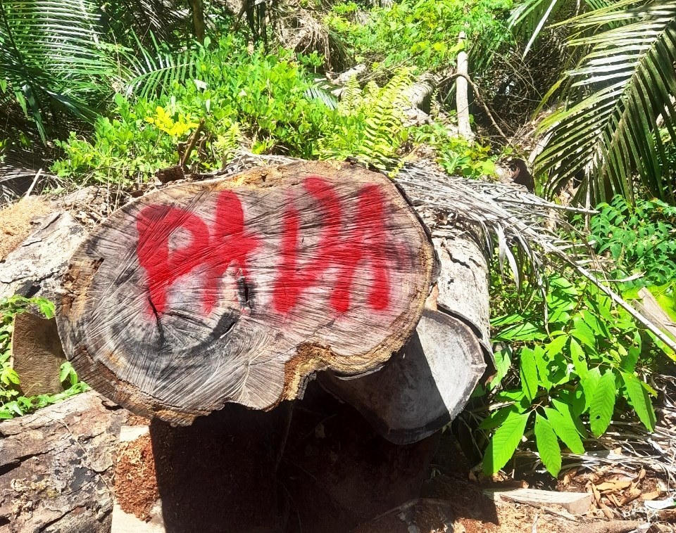 Vụ phá rừng nghiêm trọng ở huyện Nam Giang: Khẩn trương vào cuộc điều tra, xử lý nghiêm