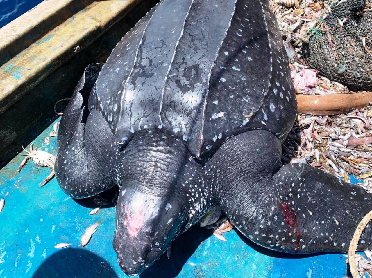 Ngư dân Quảng Nam thả cá thể rùa quý hiếm nặng 200kg về biển