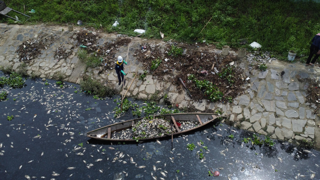 Hình ảnh cá chết nổi trắng hồ ở Đà Nẵng