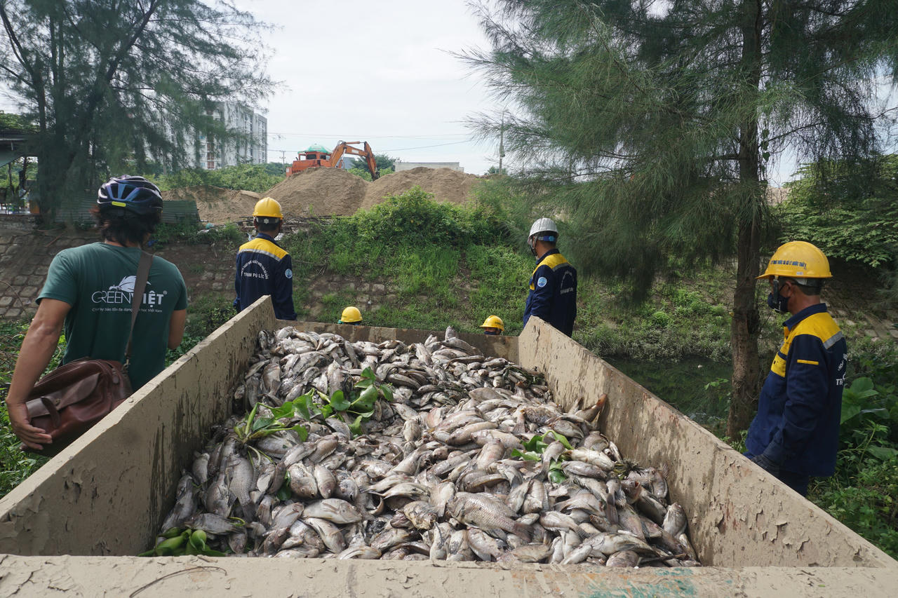 Hình ảnh cá chết nổi trắng hồ ở Đà Nẵng