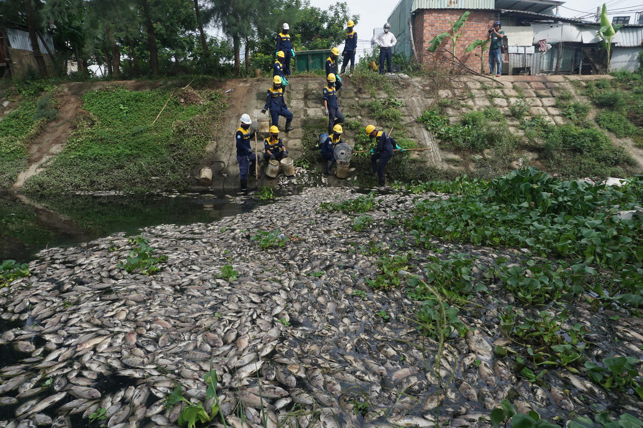 Hình ảnh cá chết nổi trắng hồ ở Đà Nẵng