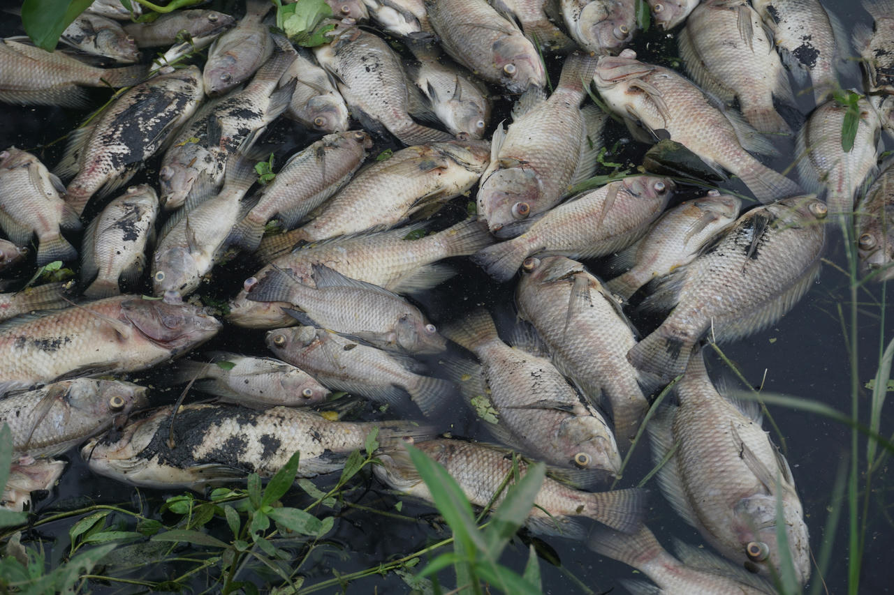 Hình ảnh cá chết nổi trắng hồ ở Đà Nẵng