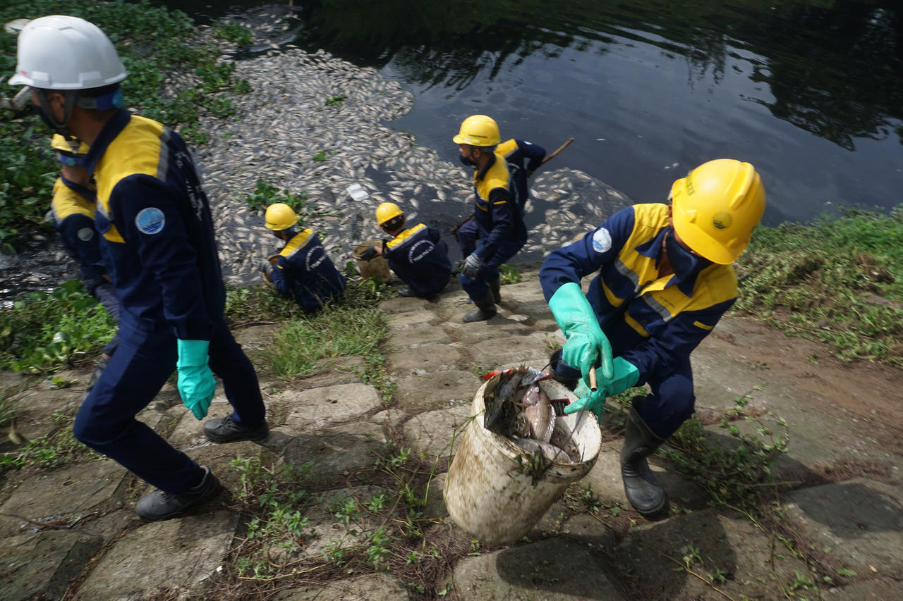 Hình ảnh cá chết nổi trắng hồ ở Đà Nẵng