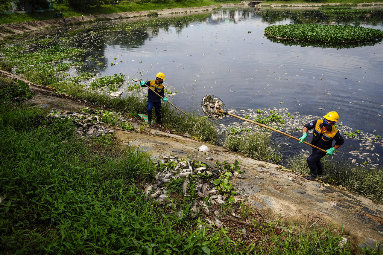 Hình ảnh cá chết nổi trắng hồ ở Đà Nẵng