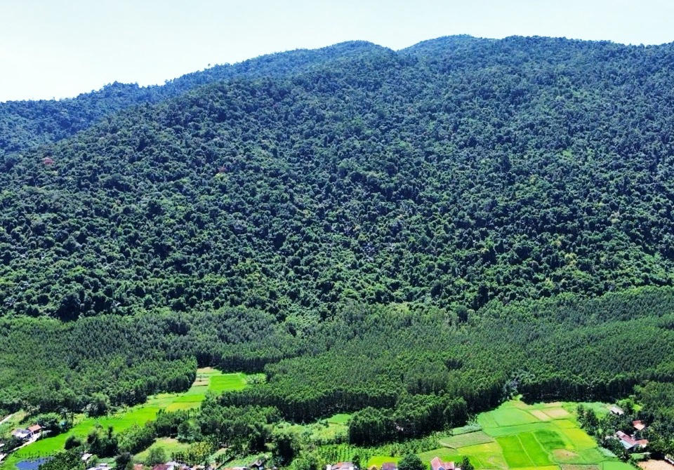 Gần 3000 ha rừng tự nhiên ở Quảng Ngãi 'biến mất' do đâu?