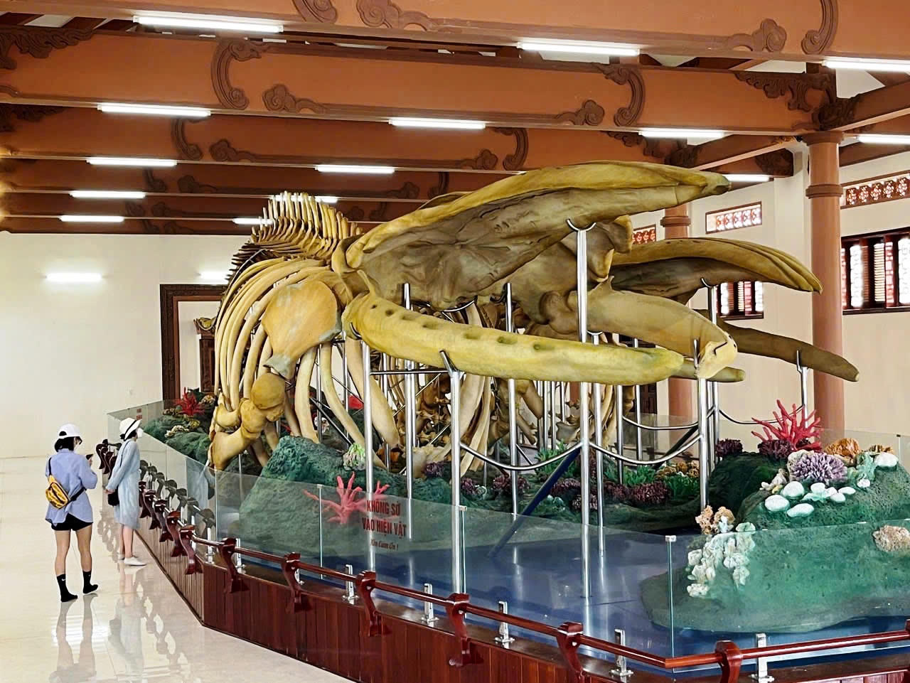 Hai bộ xương cá Ông ở đảo Lý Sơn xác lập kỷ lục lớn nhất Việt Nam