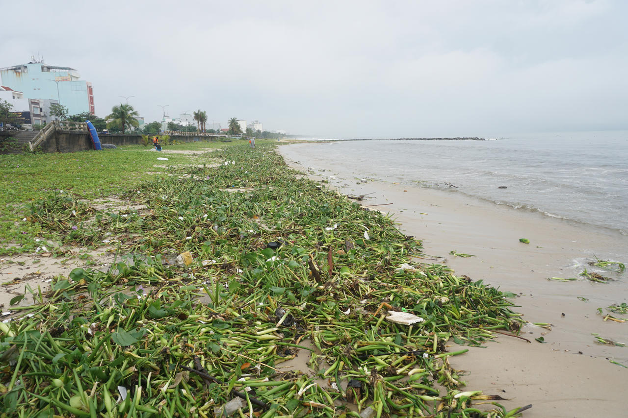 Bờ biển Đà Nẵng ngập rác, sông Hàn bị lục bình 'bao vây' sau mưa lớn 