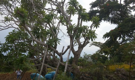 “Không thể đem cây Đại nội biếu sếp!” 