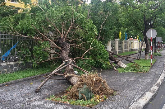 Huế: Nhiều cây xanh bật gốc do ảnh hưởng bão số 4