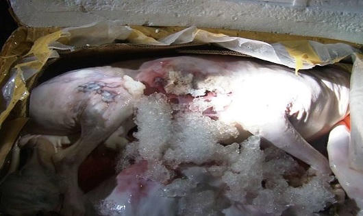 Huế: Phát hiện 3 tạ thịt chó thối trên xe khách 