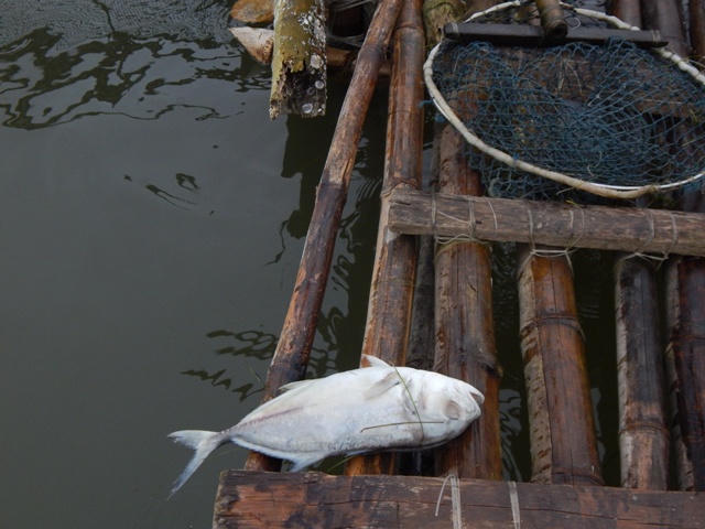 Huế: Thông tin mới nhất cá chết ở đầm Cầu Hai