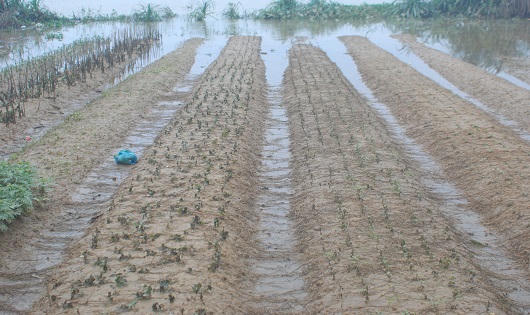 Người trồng hoa ở Huế lao đao vì lũ