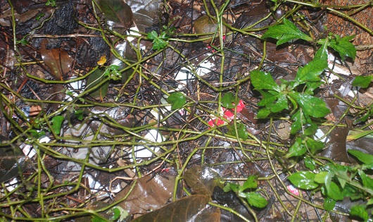 Bao cao su vương vãi, gái mại dâm 'tiếp khách' quanh đình làng ở Huế 