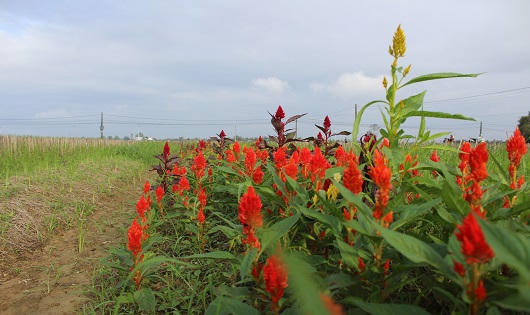 Làng hoa Tết Phú Mậu xác xơ vì lũ