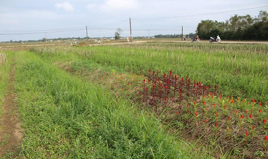 Làng hoa Tết Phú Mậu xác xơ vì lũ