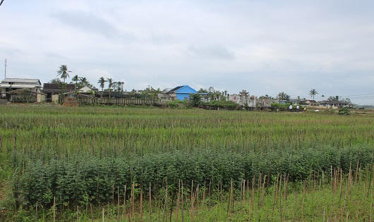 Làng hoa Tết Phú Mậu xác xơ vì lũ